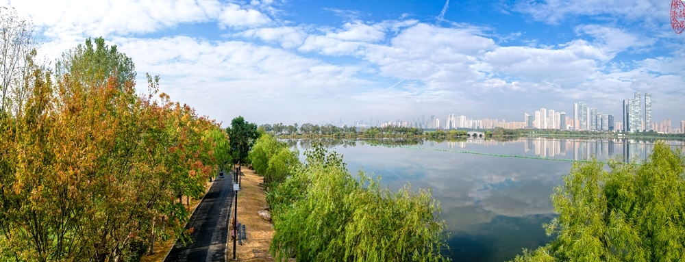 东湖桃花岛栾树开花时：青青弱柳伴湖旁，绿道依山栾树黄。碧水蓝天郊野外，华侨云影映.jpg