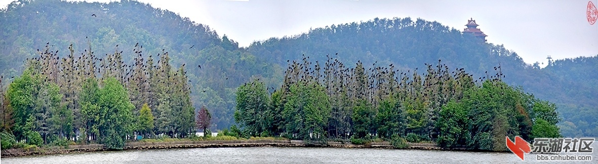 东湖暮秋鸬鹚来：岛上杉林梢早黄，引来北地鸟飞翔。楚天台下鸬鹚岛，冬日杉红染白妆。.jpg