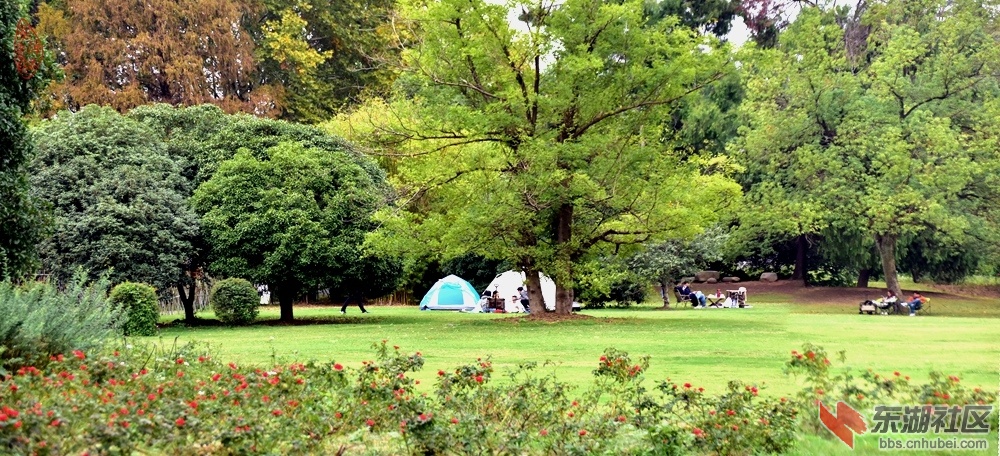 东湖落雁岛暮秋：古木森森叶渐黄，郊游雁岛搭蓬房。携妻带子东湖野，闲坐玫瑰青草旁。.jpg