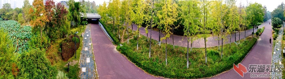东湖绿道横桥：路接华侨欢乐场，原先此地是渔乡。我从绿道横桥过，木籽红时银杏黄。 .jpg