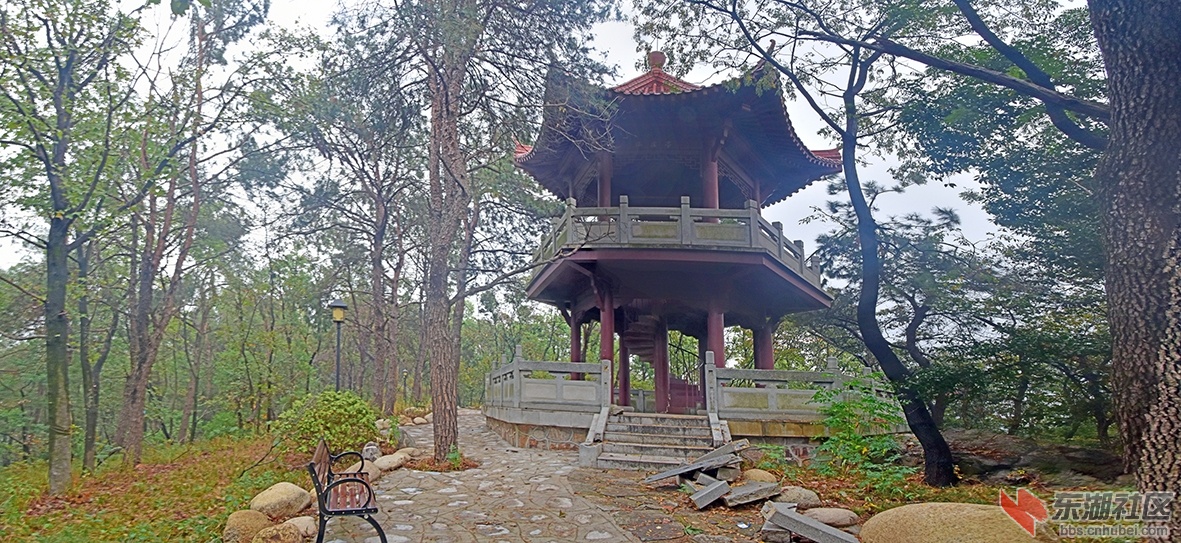 东湖涵虚亭：林木深深石径平，登山至顶步履轻，回头亭外松林里，自在山林少送迎。柯树.jpg