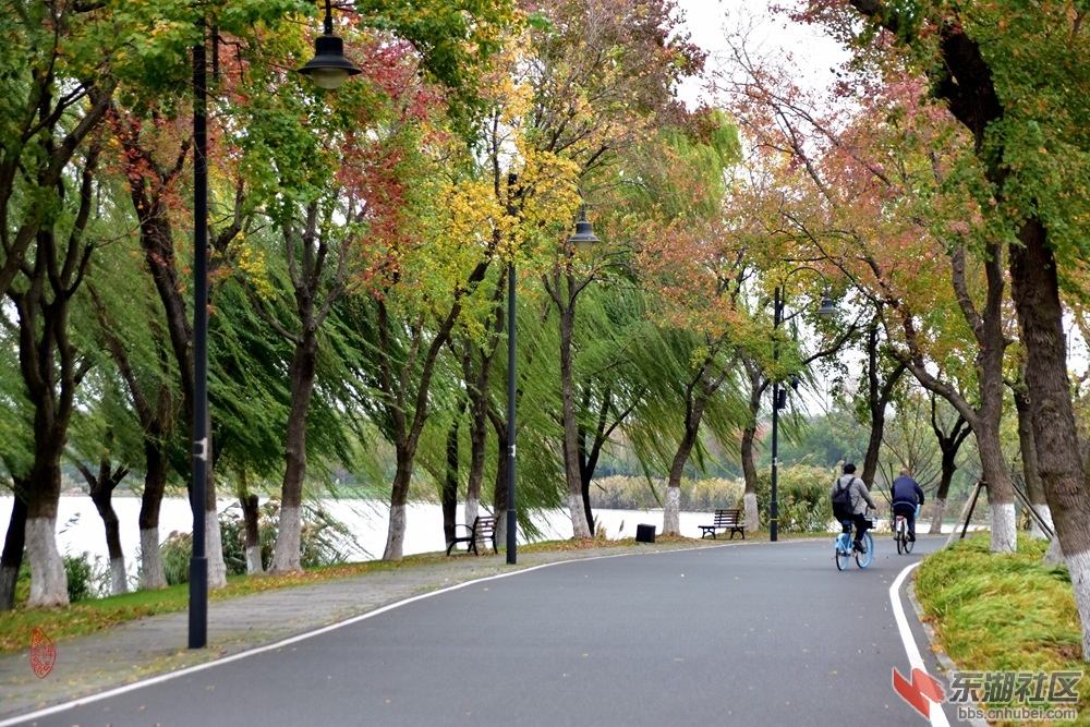 366.东湖绿道初冬：北风拽着柳条斜，乌桕株株叶似花。绿道骑行真自在，双休上路万千家.jpg