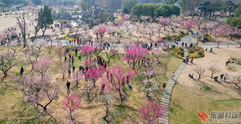 东湖梅园：叠山飞瀑接佳宾，红白梅林满眼春。不觉登高亭上望，一园尽是摄花人。柯树勋.jpg