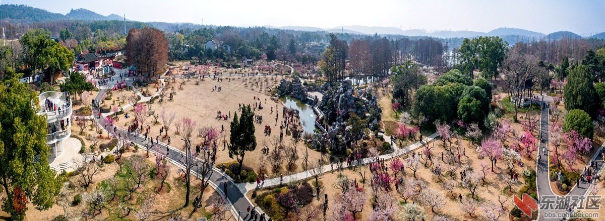 东湖梅园：叠山飞瀑接佳宾，红白梅林满眼春。不觉登高亭上望，一园尽是摄花人。  柯树.jpg