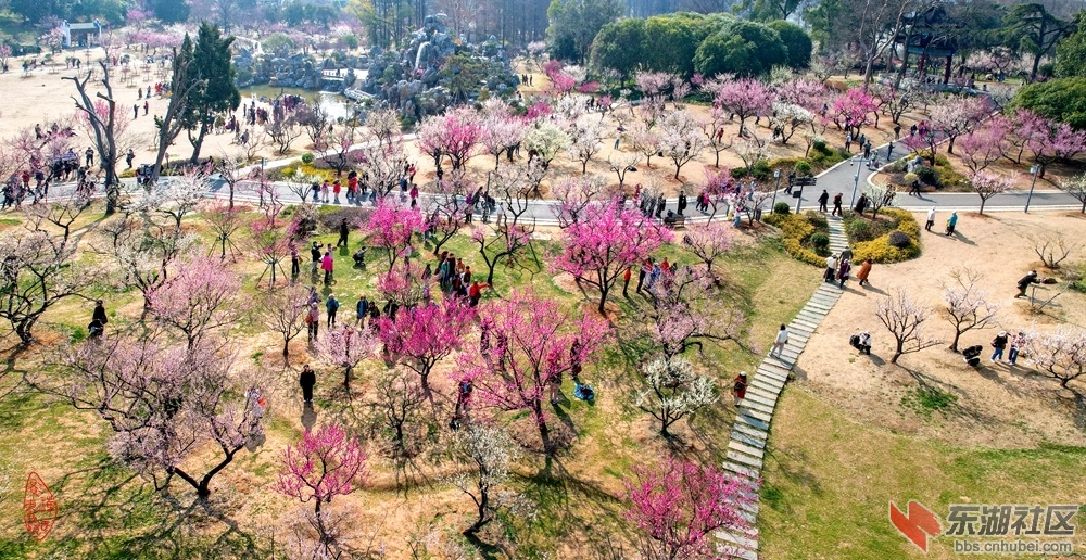 东湖梅园  柯树勋2025年2月27日摄18.jpg