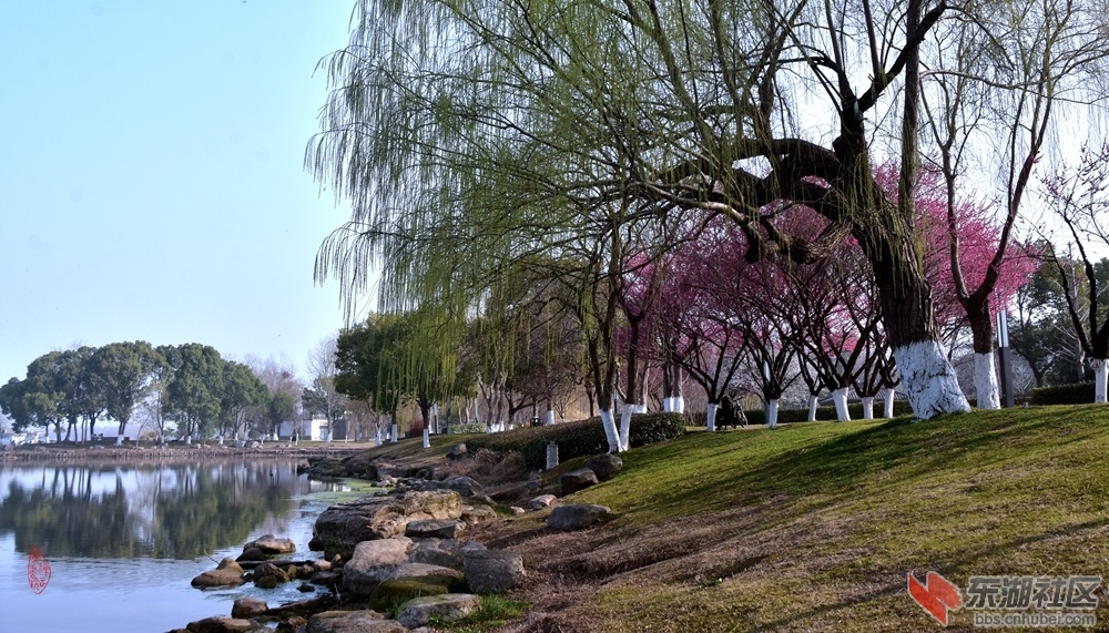 34.东湖梅柳：杨树芽先绿，柳林才吐芽。湖边飞鸟去，引我赏梅花。柯树勋2025年2月27日.jpg