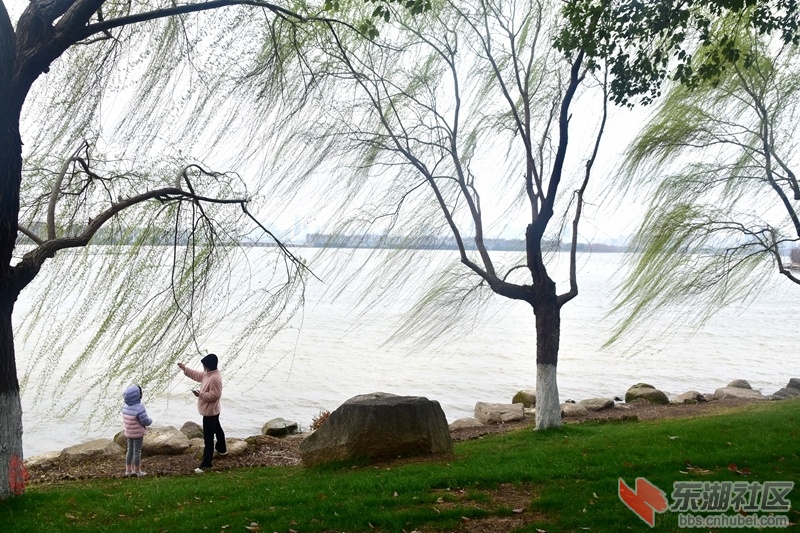 38.东湖看柳：青青芳草柳条飞，三月寒潮添暖衣。湖畔携儿分柳看，黄花芽叶挂枝稀。 柯.jpg