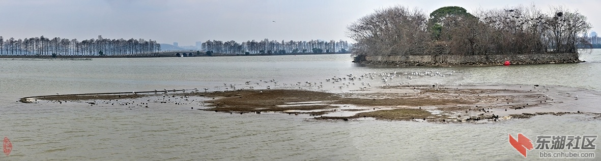 40.东湖鸟岛（雁聚佛脚 ）：水落东湖露浅洲，海鸥自在结群游。湖中道上杉林黑，野鹤高.jpg