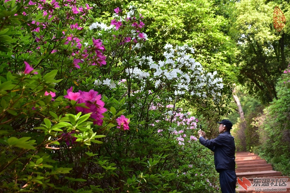磨山杜鹃：南麓山中栈道环，满山翠绿又新颜。花开洁白红添紫，引得游人拍照还。柯树勋.jpg