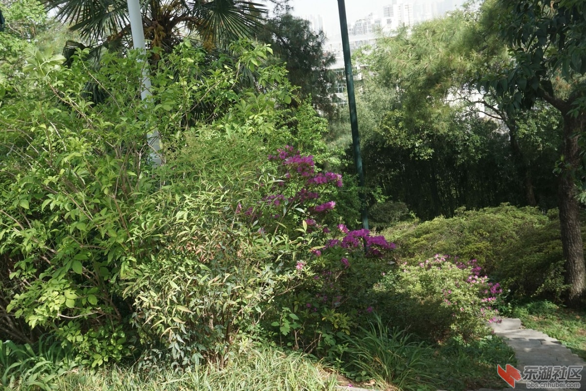 DSC00705.JPG