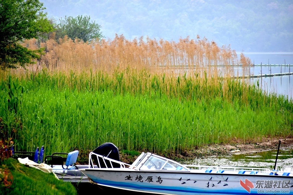 东湖生境雁岛芦苇   柯树勋2025年4月7日摄.jpg