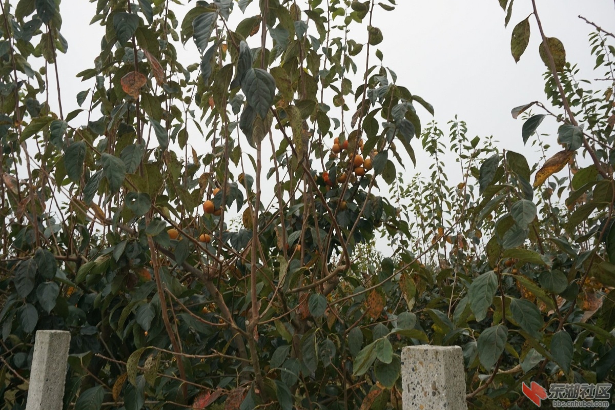 DSC09175.JPG