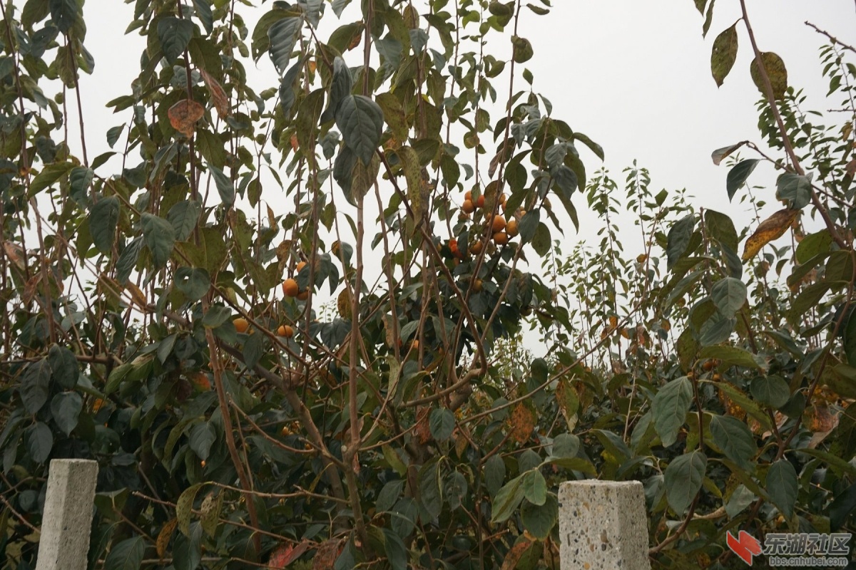 DSC09177.JPG