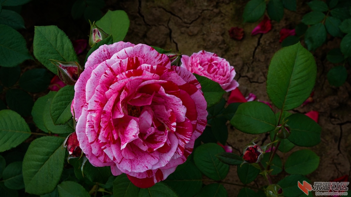 8     DSC00019 拷贝.jpg