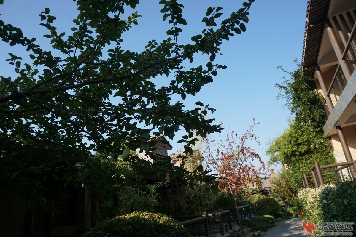 DSC02419.JPG