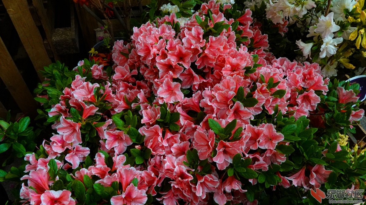 DSC00213 拷贝.jpg