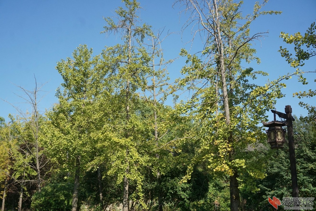 DSC02446.JPG