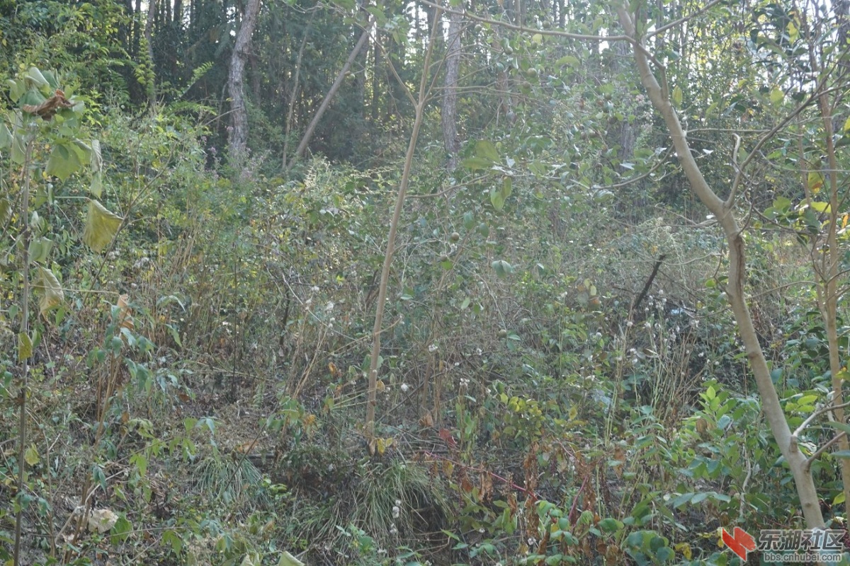 DSC02527.JPG