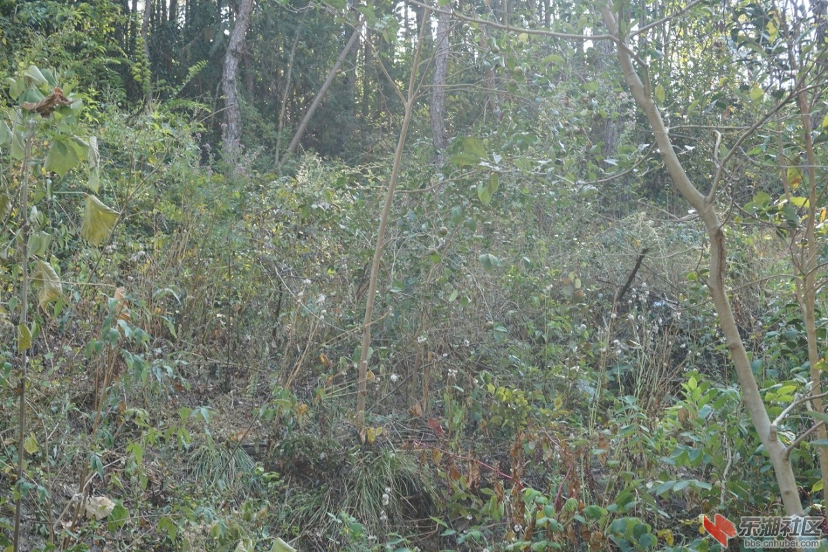 DSC02528.JPG
