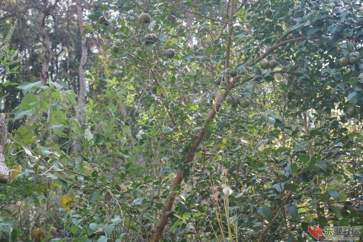 DSC02535.JPG