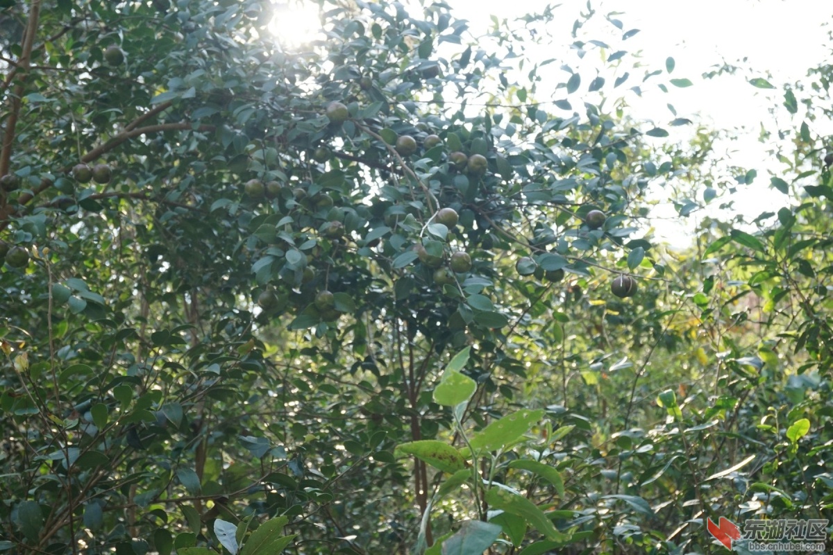 DSC02536.JPG