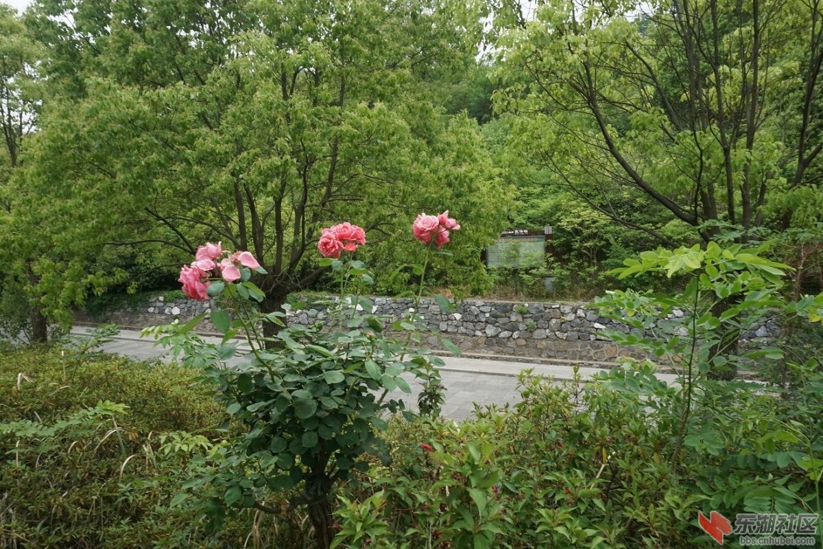 DSC00087.JPG