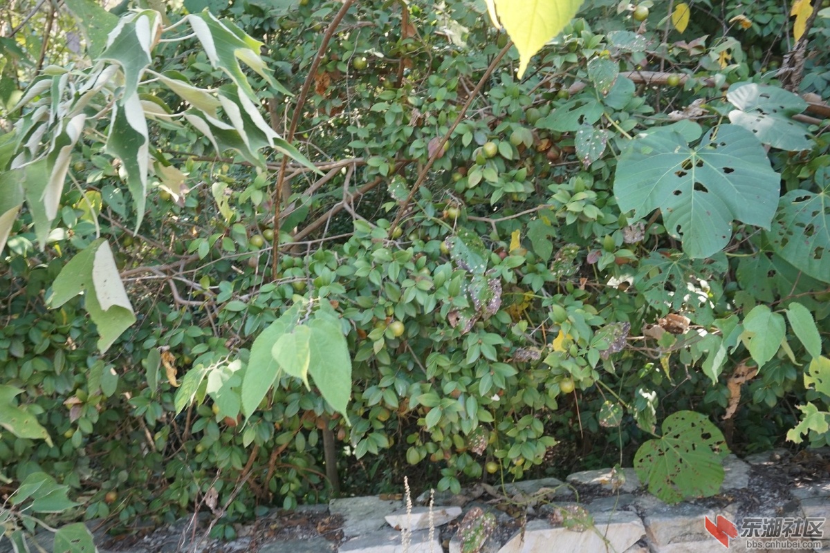 DSC02577.JPG