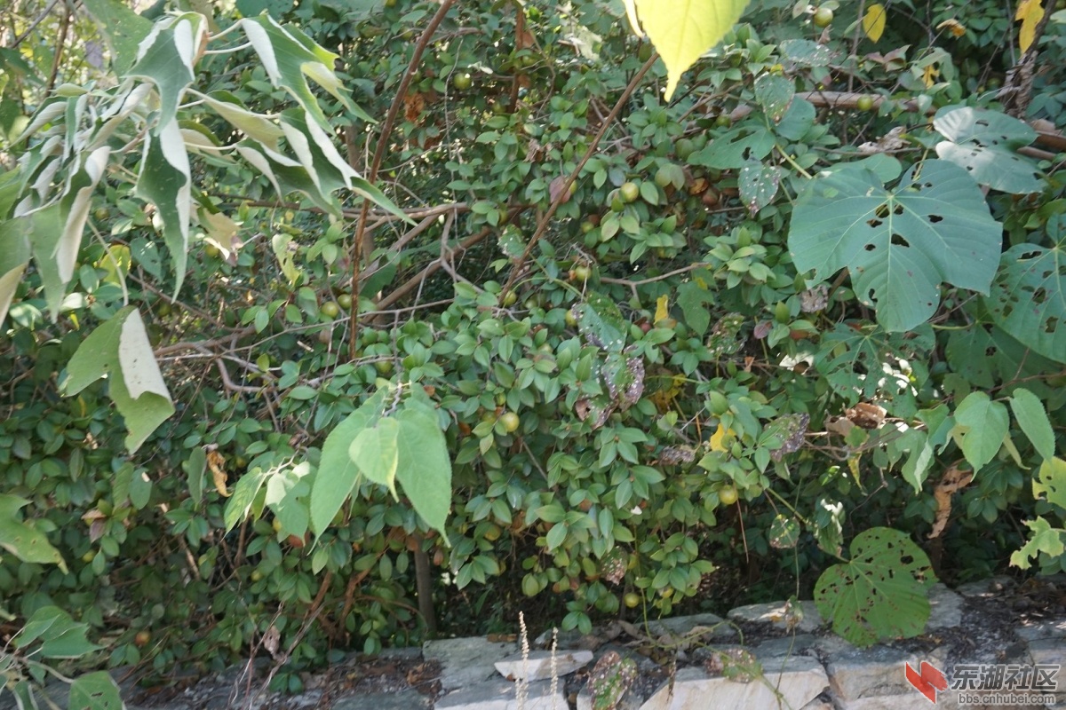 DSC02575.JPG