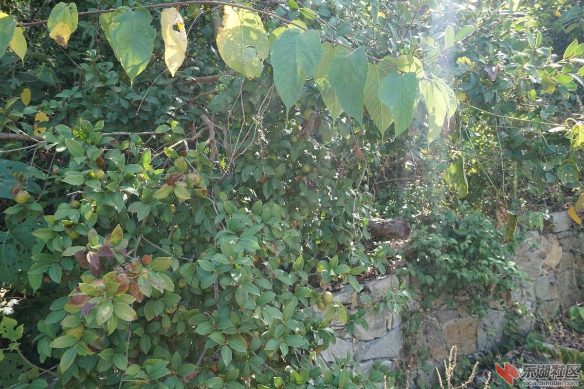 DSC02572.JPG