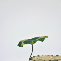 夏风 . 清荷