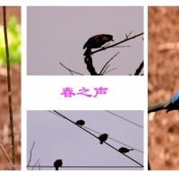 百鸟报新春