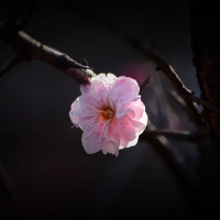 一缕春光映红花