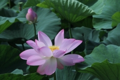 莲