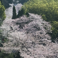 花海银河  曾院平摄影