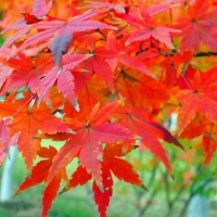 冬日月亮湾公园枫色