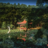 荷塘初夏  曾院平摄影