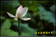 映日荷花别样红