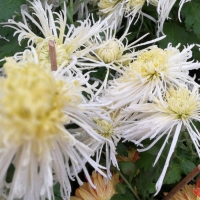 雨中赏菊