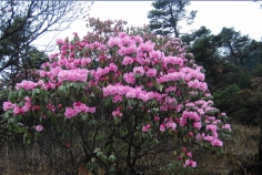 高山杜鹃花