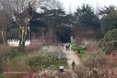 东湖梅园好景
