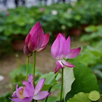 沙湖荷花盛开