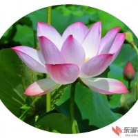 荷花赞