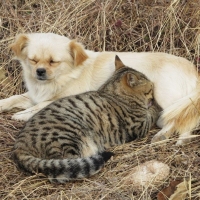 猫吃狗奶   博爱
