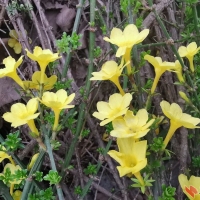 花卉集(华为手机随拍)