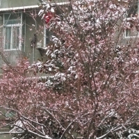 雪中傲梅