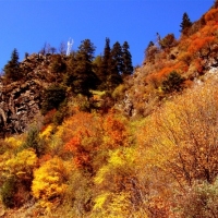 高原秋景  红叶