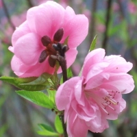 桃花开了
