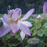**雨中荷花情曾院平摄影