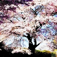 花开满树