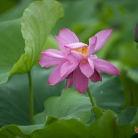 武汉东湖磨山荷花盛开正当时  曾院平摄影